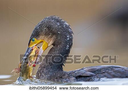 Great cormorant (Phalacrocorax carbo) with captured minke catfish, Kiskunsag National Park, Hungary, Europe View Large Photo Image Picture - Great cormorant (Phalacrocorax carbo) with captured minke catfish, Kiskunsag National Park, Hungary, Europe. Fotosearch