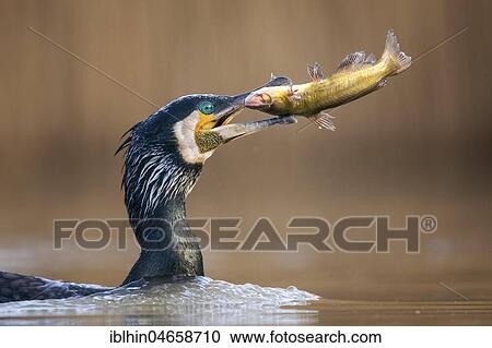 Great cormorant (Phalacrocorax carbo), animal portrait, breeding plumage, with pygmy catfish as prey, fishing, Kiskunsag National Park, Hungary, Europe View Large Photo Image Stock Image - Great cormorant (Phalacrocorax carbo), animal portrait, breeding plumage, with pygmy catfish as prey, fishing, Kiskunsag National Park, Hungary, Europe. Fotosearch