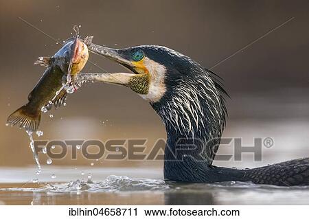 Stock Image - Great cormorant (Phalacrocorax carbo) Portrait, breeding plumage, with pygmy catfish as prey, fishing, Kiskunsag National Park, Hungary, Europe. Fotosearch