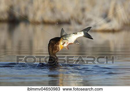 Great cormorant (Phalacrocorax carbo) with fish as prey, Biosphere Reserve Middle Elbe, Dessau-Roßlau, Saxony-Anhalt, Germany, Europe View Large Photo Image Stock Image - Great cormorant (Phalacrocorax carbo) with fish as prey, Biosphere Reserve Middle Elbe, Dessau-Roßlau, Saxony-Anhalt, Germany, Europe. Fotosearch
