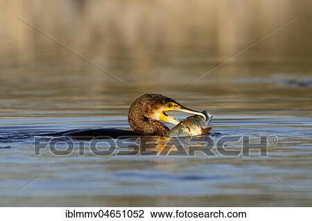 Stock Image - Great cormorant (Phalacrocorax carbo) with fish as prey, Biosphere Reserve Middle Elbe, Dessau-Roßlau, Saxony-Anhalt, Germany, Europe. Fotosearch