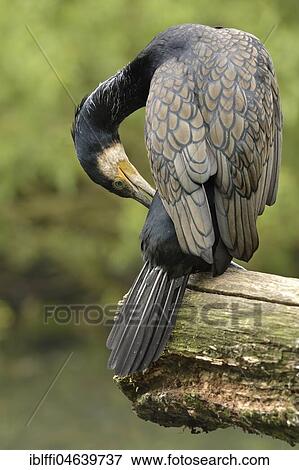 Stock Photo - Great cormorant (Phalacrocorax carbo) doing feather care, Germany, Europe. Fotosearch
