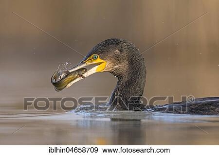 Great cormorant (Phalacrocorax carbo) animal portrait, with pygmy catfish as prey, fishing, Kiskunsag National Park, Hungary, Europe View Large Photo Image Stock Photo - Great cormorant (Phalacrocorax carbo) animal portrait, with pygmy catfish as prey, fishing, Kiskunsag National Park, Hungary, Europe. Fotosearch