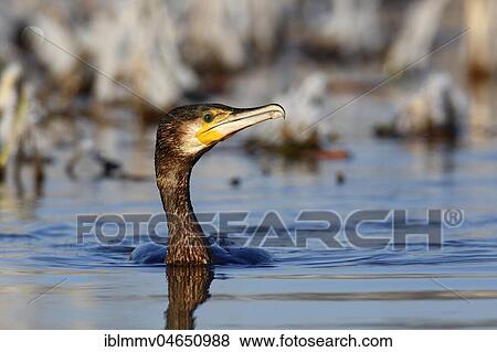 Great cormorant (Phalacrocorax carbo) in water, animal portrait, Biosphere Reserve Middle Elbe, Dessau-Roßlau, Saxony-Anhalt, Germany, Europe View Large Photo Image Stock Photo - Great cormorant (Phalacrocorax carbo) in water, animal portrait, Biosphere Reserve Middle Elbe, Dessau-Roßlau, Saxony-Anhalt, Germany, Europe. Fotosearch