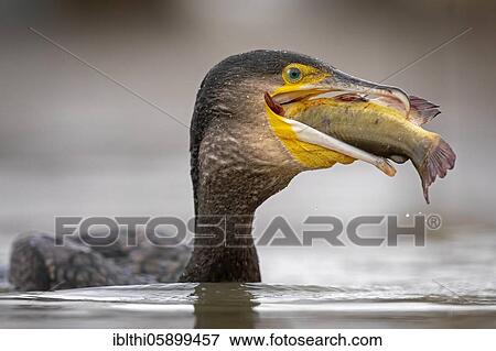 Great cormorant (Phalacrocorax carbo) with captured minke catfish, Kiskunsag National Park, Hungary, Europe View Large Photo Image Stock Photo - Great cormorant (Phalacrocorax carbo) with captured minke catfish, Kiskunsag National Park, Hungary, Europe. Fotosearch