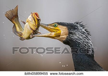 Great cormorant (Phalacrocorax carbo) with captured minke catfish, Kiskunsag National Park, Hungary, Europe View Large Photo Image Stock Photography - Great cormorant (Phalacrocorax carbo) with captured minke catfish, Kiskunsag National Park, Hungary, Europe. Fotosearch