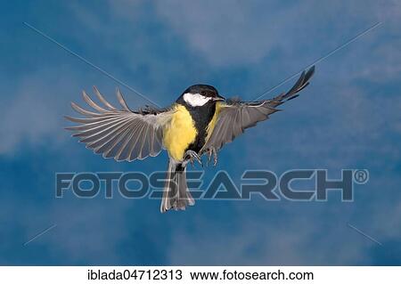 Great tit (Parus major) in flight in front of the sky, North Rhine-Westphalia, Germany, Europe View Large Photo Image Stock Image - Great tit (Parus major) in flight in front of the sky, North Rhine-Westphalia, Germany, Europe. Fotosearch