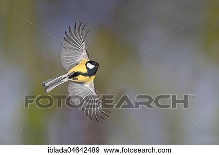 Great tit (Parus major) in flight, North Rhine-Westphalia, Germany, Europe View Large Photo Image Stock Photo - Great tit (Parus major) in flight, North Rhine-Westphalia, Germany, Europe. Fotosearch