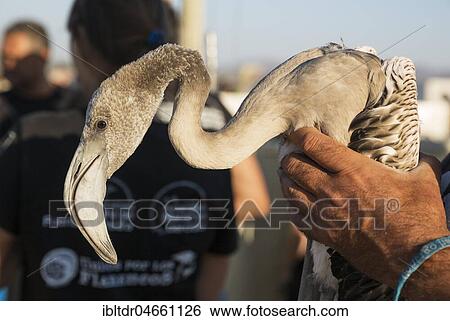 Greater Flamingo (Phoenicopterus roseus), apparently relaxed immature in the care of a volunteer while awaiting a medical check and the ringing procedure, Laguna de Fuente de Piedra, Malaga province, Andalusia, Spain, Europe View Large Photo Image Stock Photograph - Greater Flamingo (Phoenicopterus roseus), apparently relaxed immature in the care of a volunteer while awaiting a medical check and the ringing procedure, Laguna de Fuente de Piedra, Malaga province, Andalusia, Spain, Europe. Fotosearch