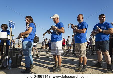 Stock Image - Greater Flamingos (Phoenicopterus roseus), apparently relaxed immatures in the care of volunteers while awaiting a medical check and the ringing procedure, Laguna de Fuente de Piedra, Malaga province, Andalusia, Spain, Europe. Fotosearch
