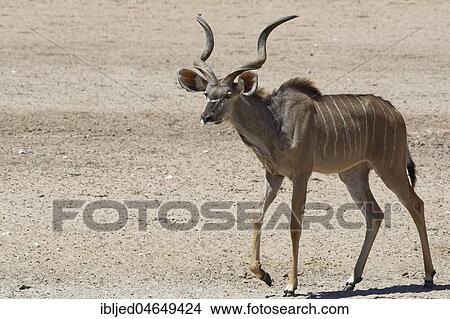 Picture - Greater kudu (Tragelaphus strepsiceros), adult male going, Kgalagadi Transfrontier Park, Northern Cape, South Africa, Africa. Fotosearch
