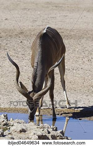 Greater kudu (Tragelaphus strepsiceros), adult male drinking at a waterhole, Kgalagadi Transfrontier Park, Northern Cape, South Africa, Africa View Large Photo Image Picture - Greater kudu (Tragelaphus strepsiceros), adult male drinking at a waterhole, Kgalagadi Transfrontier Park, Northern Cape, South Africa, Africa. Fotosearch