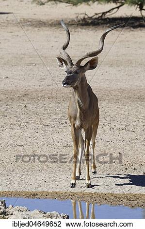 Greater kudu (Tragelaphus strepsiceros), adult male standing at a waterhole, alert, Kgalagadi Transfrontier Park, Northern Cape, South Africa, Africa View Large Photo Image Stock Image - Greater kudu (Tragelaphus strepsiceros), adult male standing at a waterhole, alert, Kgalagadi Transfrontier Park, Northern Cape, South Africa, Africa. Fotosearch