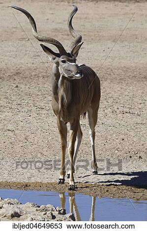 Greater kudu (Tragelaphus strepsiceros), adult male standing at a waterhole, alert, Kgalagadi Transfrontier Park, Northern Cape, South Africa, Africa View Large Photo Image Stock Image - Greater kudu (Tragelaphus strepsiceros), adult male standing at a waterhole, alert, Kgalagadi Transfrontier Park, Northern Cape, South Africa, Africa. Fotosearch