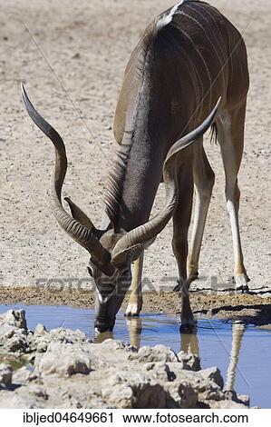 Stock Image - Greater kudu (Tragelaphus strepsiceros), adult male drinking at a waterhole, Kgalagadi Transfrontier Park, Northern Cape, South Africa, Africa. Fotosearch
