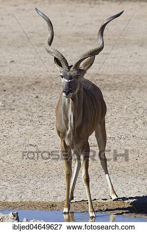 Greater kudu (Tragelaphus strepsiceros), adult male standing at a waterhole, alert, Kgalagadi Transfrontier Park, Northern Cape, South Africa, Africa View Large Photo Image Stock Photo - Greater kudu (Tragelaphus strepsiceros), adult male standing at a waterhole, alert, Kgalagadi Transfrontier Park, Northern Cape, South Africa, Africa. Fotosearch