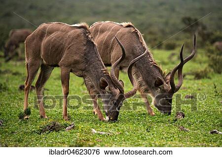 Stock Photograph - Greater kudu (Tragelaphus strepsiceros), two animals grazing side by side, Addo Elephant National Park, South Africa, Africa. Fotosearch