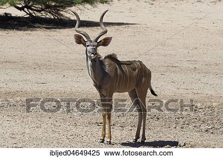 Greater kudu (Tragelaphus strepsiceros), adult male going, Kgalagadi Transfrontier Park, Northern Cape, South Africa, Africa View Large Photo Image Stock Photography - Greater kudu (Tragelaphus strepsiceros), adult male going, Kgalagadi Transfrontier Park, Northern Cape, South Africa, Africa. Fotosearch
