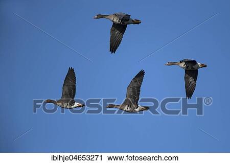 Stock Image - Greater white-fronted geese (Anser albifrons) in flight, Texel, North Holland, Netherlands. Fotosearch