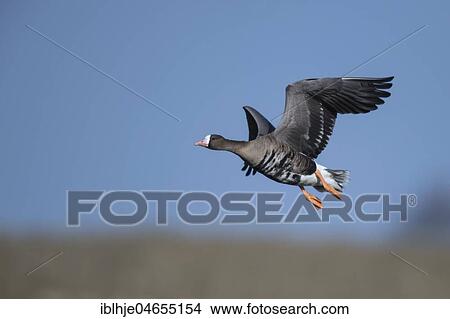 Greater white-fronted goose (Anser albifrons) in flight, Texel, North Holland, Netherlands View Large Photo Image Picture - Greater white-fronted goose (Anser albifrons) in flight, Texel, North Holland, Netherlands. Fotosearch