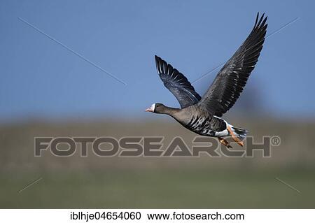 Greater white-fronted goose (Anser albifrons) in flight, Texel, North Holland, Netherlands View Large Photo Image Stock Image - Greater white-fronted goose (Anser albifrons) in flight, Texel, North Holland, Netherlands. Fotosearch