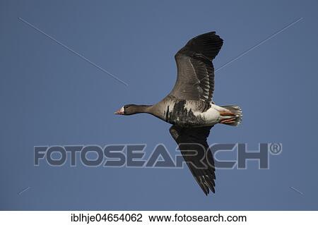 Greater white-fronted goose (Anser albifrons) in flight, Texel, North Holland, Netherlands View Large Photo Image Stock Image - Greater white-fronted goose (Anser albifrons) in flight, Texel, North Holland, Netherlands. Fotosearch