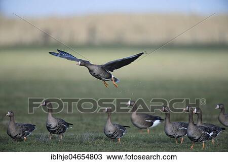Stock Image - Greater white-fronted goose (Anser albifrons), flock of birds, Texel, North Holland, Netherlands. Fotosearch