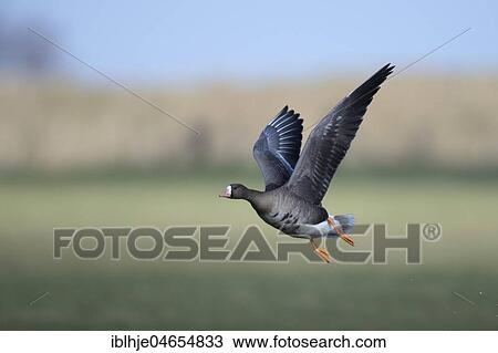 Stock Image - Greater white-fronted goose (Anser albifrons) in flight, Texel, North Holland, Netherlands. Fotosearch