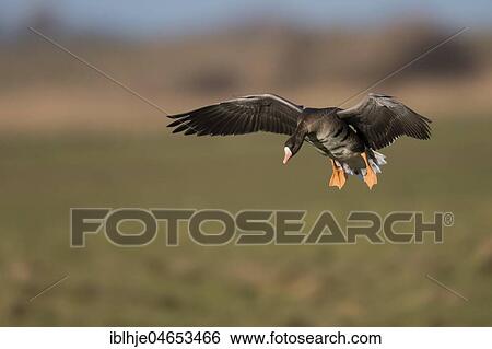 Stock Photograph - Greater white-fronted goose (Anser albifrons) on approach, Texel, North Holland, Netherlands. Fotosearch