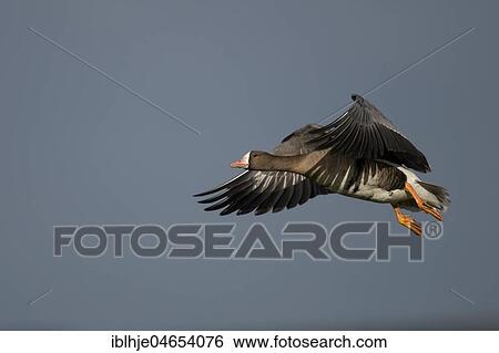 Stock Photograph - Greater white-fronted goose (Anser albifrons) in flight, Texel, North Holland, Netherlands. Fotosearch