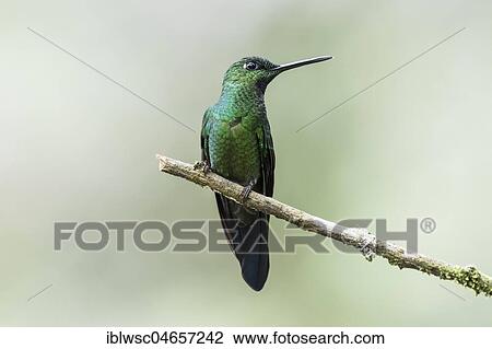 Green-crowned Brilliant (Heliodoxa jacula) sits on a branch, Nanegal Mountain Rainforest, Ecuador, South America View Large Photo Image Stock Image - Green-crowned Brilliant (Heliodoxa jacula) sits on a branch, Nanegal Mountain Rainforest, Ecuador, South America. Fotosearch