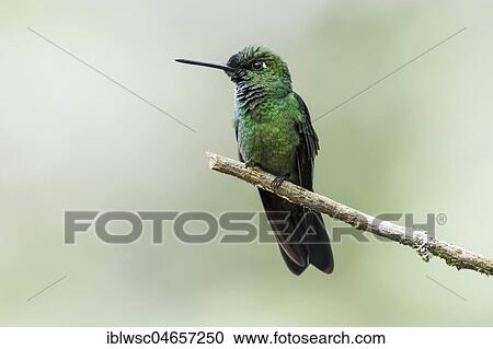 Green-crowned Brilliant (Heliodoxa jacula) sits on a branch, Nanegal Mountain Rainforest, Ecuador, South America View Large Photo Image Stock Image - Green-crowned Brilliant (Heliodoxa jacula) sits on a branch, Nanegal Mountain Rainforest, Ecuador, South America. Fotosearch