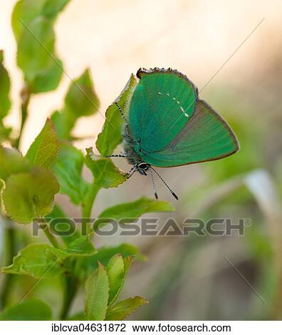 Green hairstreak (Callophrys rubi), Pietzmoor, Lower Saxony, Germany, Europe View Large Photo Image Stock Image - Green hairstreak (Callophrys rubi), Pietzmoor, Lower Saxony, Germany, Europe. Fotosearch