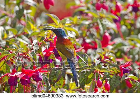 Green-tailed Sunbird (Aethopyga nipalensis), male sitting on Fuchsia (Fuchsia), Doi Inthanon, Thailand, Asia View Large Photo Image Stock Image - Green-tailed Sunbird (Aethopyga nipalensis), male sitting on Fuchsia (Fuchsia), Doi Inthanon, Thailand, Asia. Fotosearch