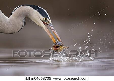 Grey heron (Ardea cinerea), animal portrait, with pygmy catfish as prey, fishing, Kiskunsag National Park, Hungary, Europe View Large Photo Image Stock Photography - Grey heron (Ardea cinerea), animal portrait, with pygmy catfish as prey, fishing, Kiskunsag National Park, Hungary, Europe. Fotosearch