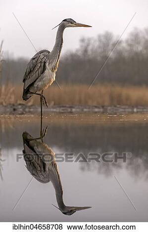 Stock Photo - Grey heron (Ardea cinerea), stands on one leg in shallow water, Kiskunsag National Park, Hungary, Europe. Fotosearch