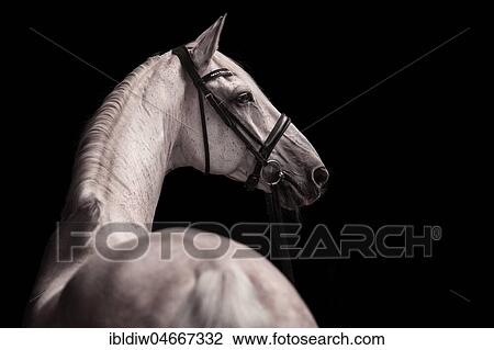Stock Image - Grey horse with bridle looks to the side, animal portrait on black background, studio shot. Fotosearch
