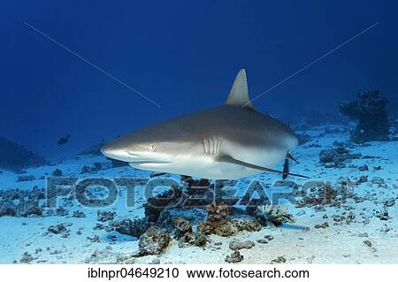Grey reef shark (Carcharhinus amblyrhynchos) swims over sandy bottom, Pacific Ocean, French Polynesia, Oceania View Large Photo Image Stock Image - Grey reef shark (Carcharhinus amblyrhynchos) swims over sandy bottom, Pacific Ocean, French Polynesia, Oceania. Fotosearch