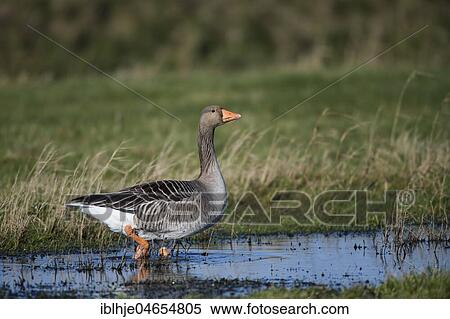 Greylag goose (Anser anser) stands in shallow water, Texel, North Holland, Netherlands View Large Photo Image Stock Photography - Greylag goose (Anser anser) stands in shallow water, Texel, North Holland, Netherlands. Fotosearch