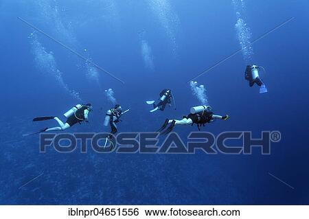 Group of divers diving to the coral reef, Pacific Ocean, Rangiroa, society islands, Leeward Islands, French Polynesia, Oceania View Large Photo Image Stock Photograph - Group of divers diving to the coral reef, Pacific Ocean, Rangiroa, society islands, Leeward Islands, French Polynesia, Oceania. Fotosearch