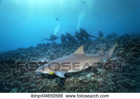 Group of divers watching Sicklefin lemon shark (Negaprion acutidens) floating over coral reefs, Pacific Ocean, Moorea, Leeward Islands, society islands, French Polynesia, Oceania View Large Photo Image Stock Photograph - Group of divers watching Sicklefin lemon shark (Negaprion acutidens) floating over coral reefs, Pacific Ocean, Moorea, Leeward Islands, society islands, French Polynesia, Oceania. Fotosearch