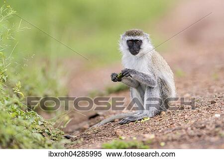 Grune Meerkatze (Chlorocebus) sitzt beim Fressen, Lake Mburo Nationalpark, Uganda, Afrika View Large Photo Image Stock Photography - Grune Meerkatze (Chlorocebus) sitzt beim Fressen, Lake Mburo Nationalpark, Uganda, Afrika. Fotosearch