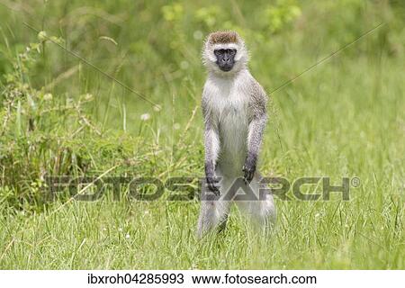 Stock Image - Grune Meerkatze (Chlorocebus) steht im Gras, Lake Mburo Nationalpark, Uganda, Afrika. Fotosearch