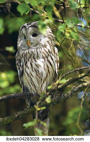 Habichtskauz (Strix uralensis) sitzt im Baum, Lappland, Schweden, Europa View Large Photo Image Stock Photo - Habichtskauz (Strix uralensis) sitzt im Baum, Lappland, Schweden, Europa. Fotosearch