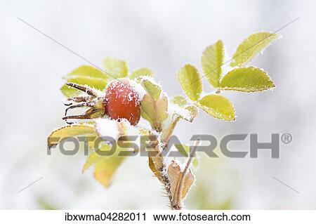 Hagebutte, Hundsrose (Rosa canina) mit Raureifkristallen, Hessen, Deutschland, Europa View Large Photo Image Stock Image - Hagebutte, Hundsrose (Rosa canina) mit Raureifkristallen, Hessen, Deutschland, Europa. Fotosearch