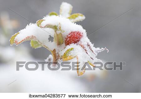 Hagebutte (Rosa canina) mit Schnee, Hessen, Deutschland, Europa View Large Photo Image Stock Photo - Hagebutte (Rosa canina) mit Schnee, Hessen, Deutschland, Europa. Fotosearch