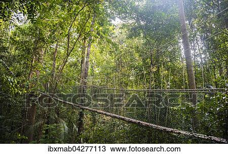 Hangebrucke im Dschungel, Canopy Walkway, Kuala Tahan, Nationalpark Taman Negara, Malaysia, Asien View Large Photo Image Stock Image - Hangebrucke im Dschungel, Canopy Walkway, Kuala Tahan, Nationalpark Taman Negara, Malaysia, Asien. Fotosearch