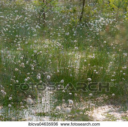Hare's-tail cottongrass (Eriophorum vaginatum) blooms in the nature reserve Pietzmoor, Lüneburger Heide, Lower Saxony, Germany, Europe View Large Photo Image Stock Photograph - Hare's-tail cottongrass (Eriophorum vaginatum) blooms in the nature reserve Pietzmoor, Lüneburger Heide, Lower Saxony, Germany, Europe. Fotosearch