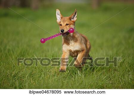 Stock Photography - Harzer Fuchs, puppy, 3 months, runs in the grass with red dog toys in his mouth. Fotosearch