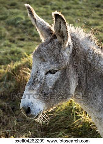 Stock Photo - Hausesel (Equus asinus asinus), Portrait, Sachsen-Anhalt, Deutschland, Europa. Fotosearch